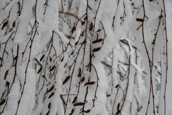 Gałęzie brzozy w śniegu — Zdjęcie stockowe