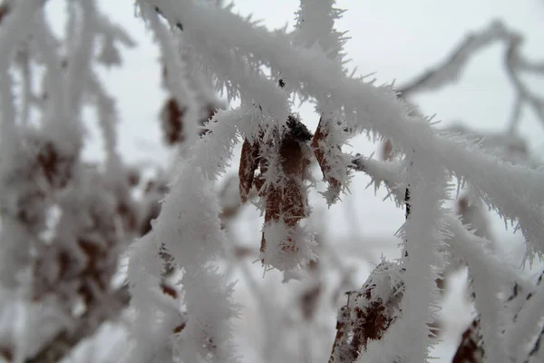 Berken takken in de sneeuw — Stockfoto