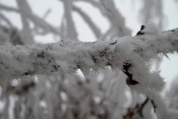 Vidoeiro ramos na neve — Fotografia de Stock