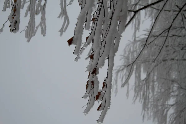 Дуже Красиві Березові Гілки Снігу — стокове фото