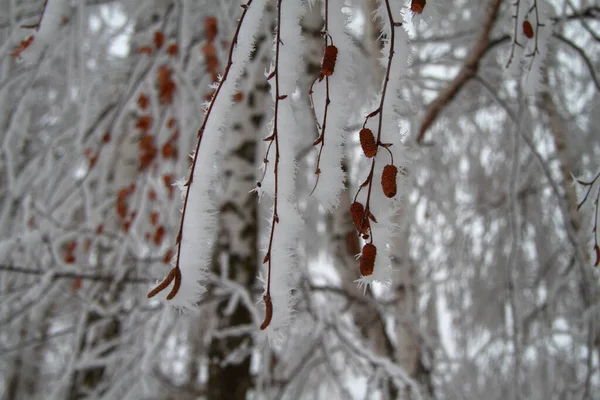 Prachtige Winter Besneeuwde Berkenbos — Stockfoto