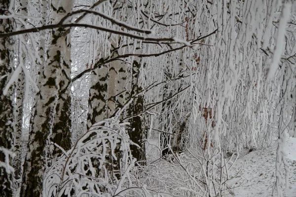 Beautiful Winter Snowy Birch Forest — Stock Photo, Image