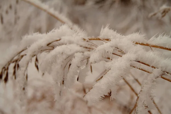 Όμορφα Ξηρά Κλαδιά Χόρτου Στο Χιόνι — Φωτογραφία Αρχείου