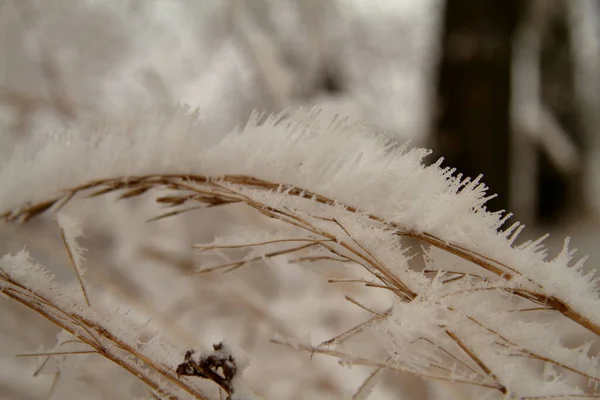 Mooie Droge Takken Van Gras Sneeuw — Stockfoto