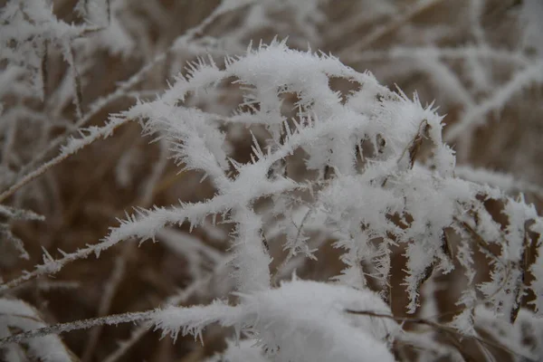 Belos Ramos Secos Grama Neve — Fotografia de Stock