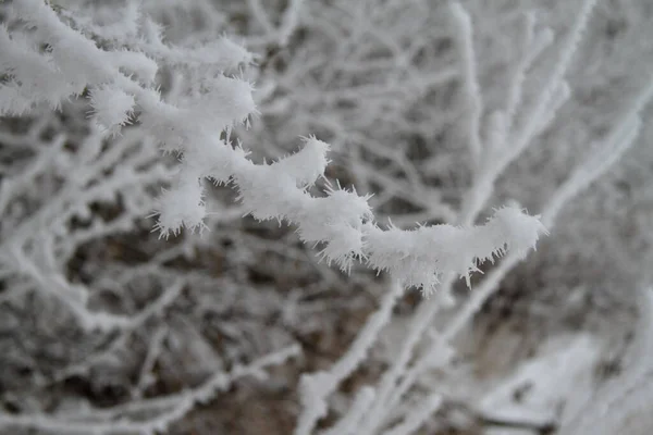 Красиві гілки дерева на снігу — стокове фото