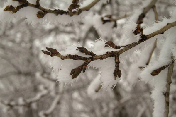 Schöne Äste im Schnee — Stockfoto