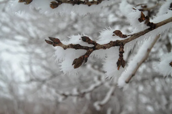 Schöne Äste Ungewöhnlichen Schnee — Stockfoto