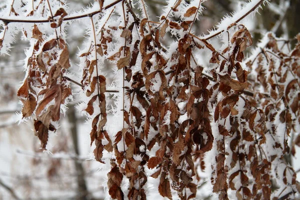 Krásné Větve Stromů Neobvyklém Sněhu — Stock fotografie