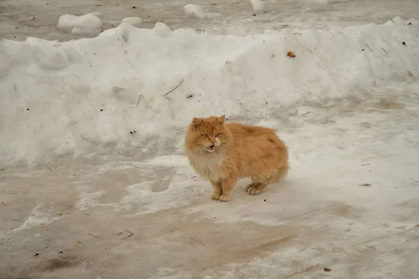 Kucing di salju putih — Stok Foto