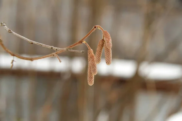 Walnut catkins in winter — Stock Photo, Image