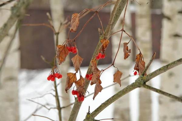 Viburnum ovoce v zimě — Stock fotografie