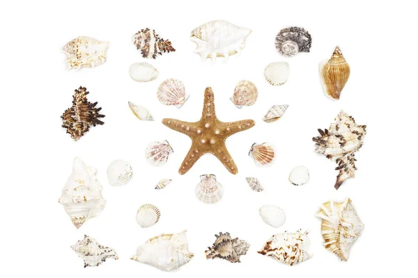Composição Conchas Mar Exóticas Estrelas Mar Fundo Branco Vista Superior — Fotografia de Stock