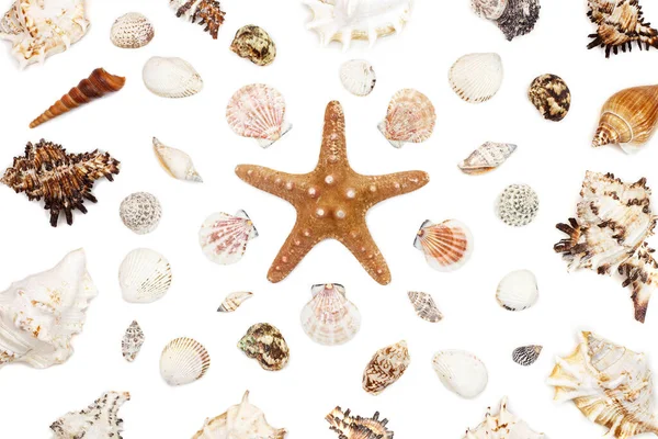 Composición Conchas Mar Exóticas Estrellas Mar Sobre Fondo Blanco Vista — Foto de Stock