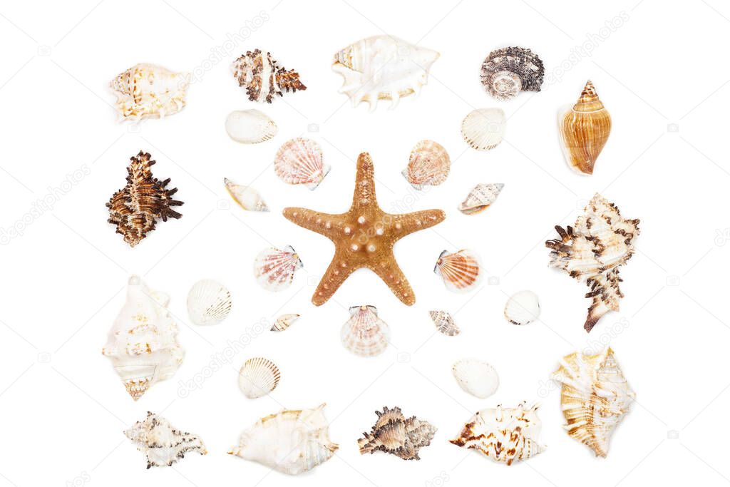 composition of exotic sea shells and starfish on a white background. top view.