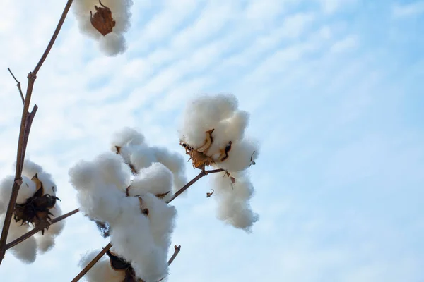 Primo Piano Cotone Sfondo Cielo — Foto Stock