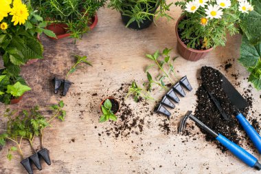 Çiçekler ve sebzeler ve bahçe aletleri kulübenin dışında.