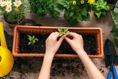 Çiçekler ve sebzeler ve bahçe aletleri kulübenin dışında.