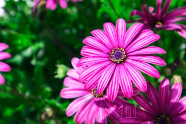Osteosperumum Çiçek Papatyası açık havada, Makro Kapanış