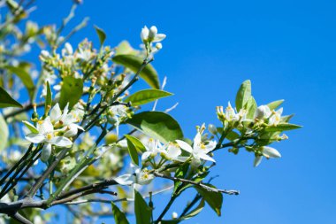 Olgun portakallar çiçek açan portakal ağacında asılı.