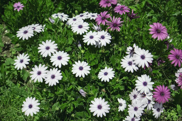 Osteosperumum Λουλούδι Daisy Εξωτερικούς Χώρους Macro Closeup — Φωτογραφία Αρχείου