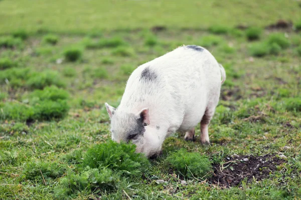 숨어있는 돼지 — 스톡 사진