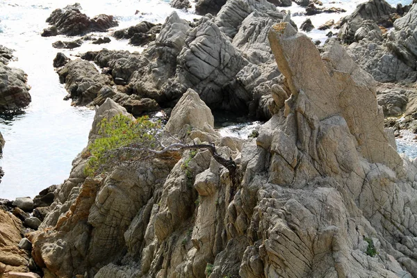 rocks in the sea. Rocky coast. waves crashing on rocks. beautiful view with alone green tree. sea waves break on stones. blue water near the rocks with sunshine