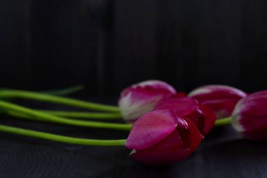 Kırmızı ve beyaz laleler. Bir buket lale. Siyah arka planda parlak bahar laleleri. Uzayı kopyala Siyah masada kırmızı laleler.