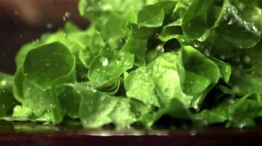 Marul yapraklarının üzerinde süper yavaş çekim. Düşen su damlaları. 1000 fps hızla yüksek hızlı bir kamerayla çekildi..