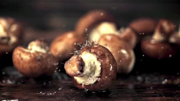 Superzeitlupe auf den Pilzen lässt Wassertröpfchen fallen. Gefilmt mit einer Hochgeschwindigkeitskamera bei 1000 fps. — Stockvideo