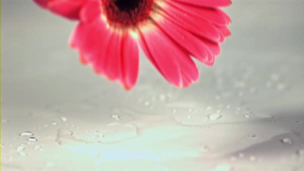 Super slow motion un fiore di gerbera rosa cade sul tavolo. Girato su una telecamera ad alta velocità a 1000 fps. — Video Stock