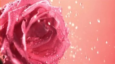 Süper yavaş hareket eden su damlacıkları taze kesilmiş bir gül çiçeğinin üzerine düşer. 1000 fps hızla yüksek hızlı bir kamerayla çekildi..