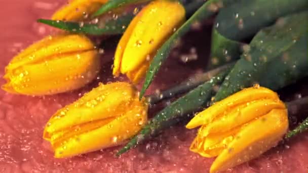 L'acqua super slow motion cade sui fiori gialli dei tulipani. Girato a 1000 fps. — Video Stock