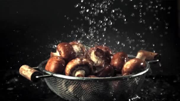 Super slow motion op de champignons met de druppels vergiet water. Gefilmd op een hoge snelheidscamera met 1000 fps. — Stockvideo