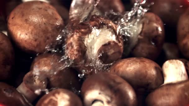 Super slow motion su funghi freschi versa acqua. Macro sfondo.Girato su una fotocamera ad alta velocità a 1000 fps. — Video Stock