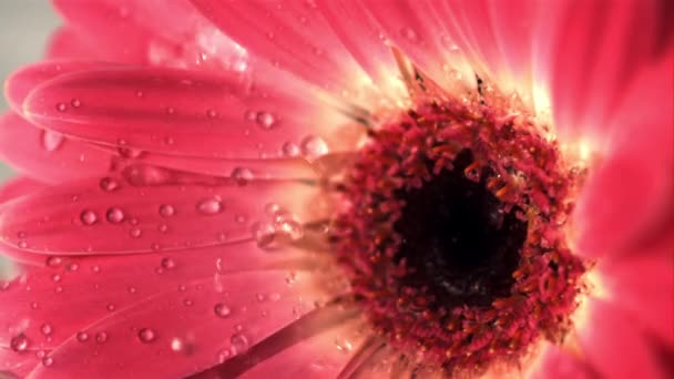 Movimento super lento da flor de gerbera drena gotas de água. Filmado em uma câmera de alta velocidade a 1000 fps. — Vídeo de Stock