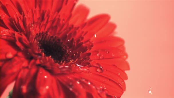 Süper yavaş çekim suyu kokulu Gerbera çiçeğinin üzerine damlıyor. 1000 fps hızla yüksek hızlı bir kamerayla çekildi.. — Stok video