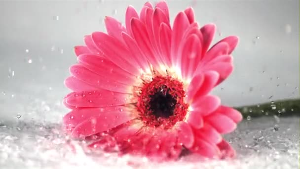 Super cámara lenta en la flor rosa gerbera gotea agua. Filmado a 1000 fps. — Vídeos de Stock