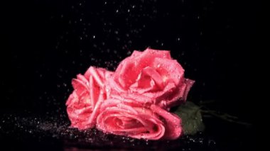 Gül çiçeklerinin üzerinde süper yavaş çekim suya su sıçratır. Çekim 1000 fps 'de..