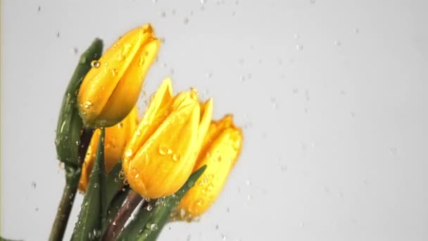 Movimento super lento em um buquê de flores de tulipa cai água. Filmado em uma câmera de alta velocidade a 1000 fps. — Vídeo de Stock