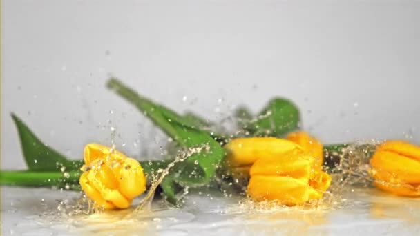 Las flores de tulipán de cámara súper lenta caen con salpicaduras en el agua.Filmado en una cámara de alta velocidad a 1000 fps. — Vídeos de Stock