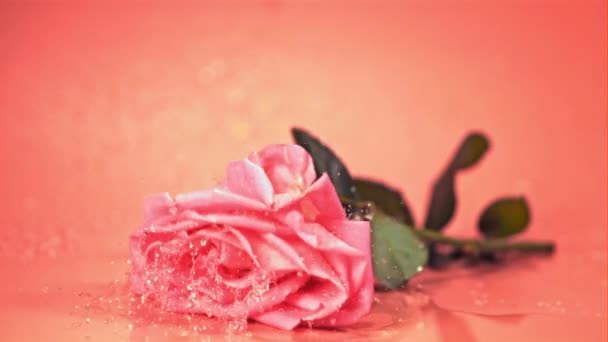 Super slow motion con gocce d'acqua cade fiore appena tagliato rosa. Girato a 1000 fps. — Video Stock