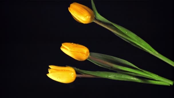 Super slow motion verse bloem tulpen vallen in het water met spatten. Gefilmd met 1000 fps. — Stockvideo