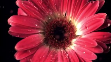 Kırmızı çiçekte süper yavaş çekim Gerbera su damlatır. 1000 fps hızla yüksek hızlı bir kamerayla çekildi..