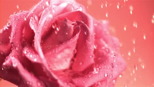 Super lenta água em movimento cai sobre a flor de rosa perfumada. Filmado em uma câmera de alta velocidade a 1000 fps. — Vídeo de Stock