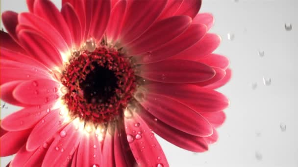 ピンクの花のガーベラの超スローモーションは、水の滴をドロップします。1000 fpsで撮影. — ストック動画