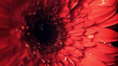 Kırmızı çiçekte süper yavaş çekim Gerbera su damlatır. 1000 fps hızla yüksek hızlı bir kamerayla çekildi..