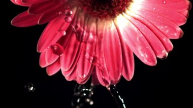 Yaprak rengi gerberalarla yapılan süper yavaş çekim suyu emiyor. 1000 fps hızla yüksek hızlı bir kamerayla çekildi..