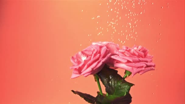 Super cámara lenta en las flores de rosas cae gotas de agua. Filmado en una cámara de alta velocidad a 1000 fps. — Vídeos de Stock