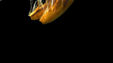 Siyah arka planda süper yavaş çekim. Muzlar hava kabarcıklarıyla suya düşer. 1000 fps 'de çekilir..